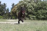 CANE CORSO 041